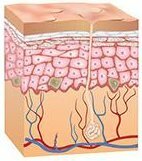 La pigmentation de la peau est composée de l'épiderme, derme et hypoderme